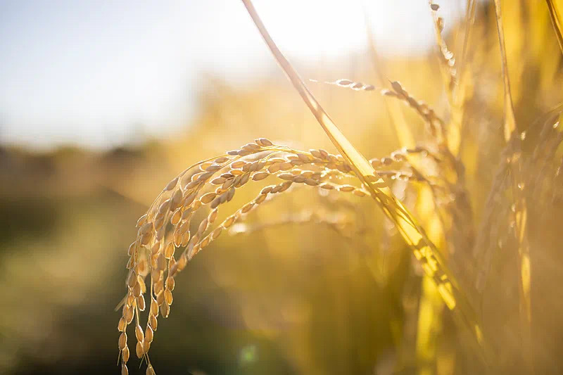 首次提到!中央一号文件释放了哪些新信号?(图4) 微信图片_202502232211532.jpg