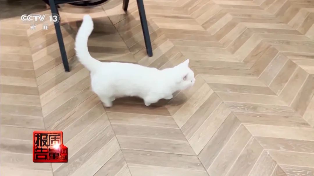 “免费送猫”背后的天价陷阱(图22) 图片