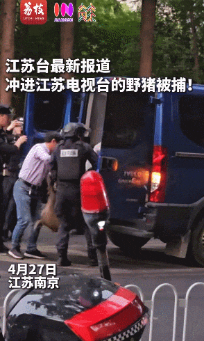 冲进江苏电视台的野猪,被抓捕了!(图2) 图片