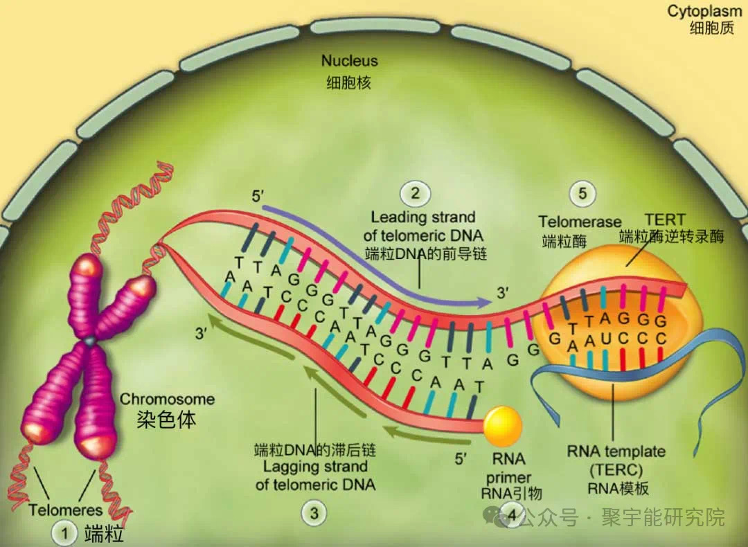 永不忘当年钱老劝导我们“用当代科学传承《黄帝内经》医理和建立《中药本草》科学药理标准”的教导 •六十一(图2) 22.jpg