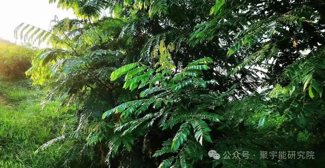 金日光教授:(六十六)永不忘当年钱老劝导我们“用当代科学传承《黄帝内经》医理和建立《中药本草》科学药理标准”的教导(图16) 金日光教授:(六十六)永不忘当年钱老劝导我们“用当代科学传承《黄帝内经》医理和建立《中药本草》科学药理标准”的教导(图16)