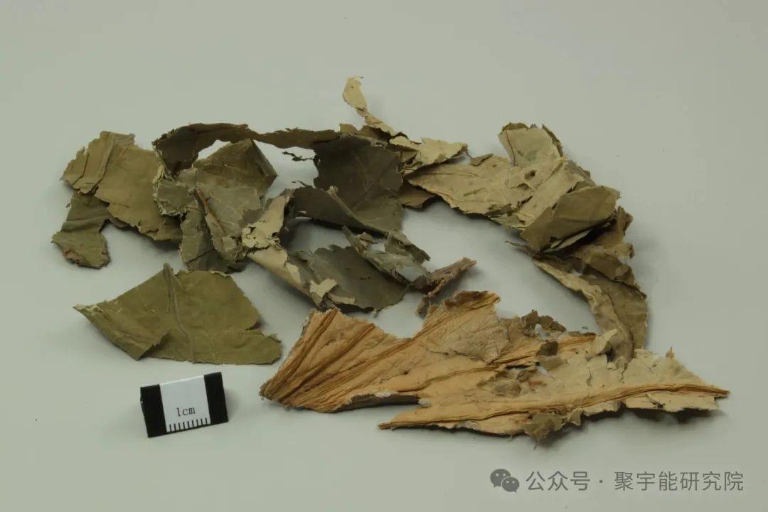 金日光教授:(六十八)永不忘当年钱老劝导我们“用当代科学传承《黄帝内经》医理和建立《中药本草》科学药理标准”的教导(图8) 图片