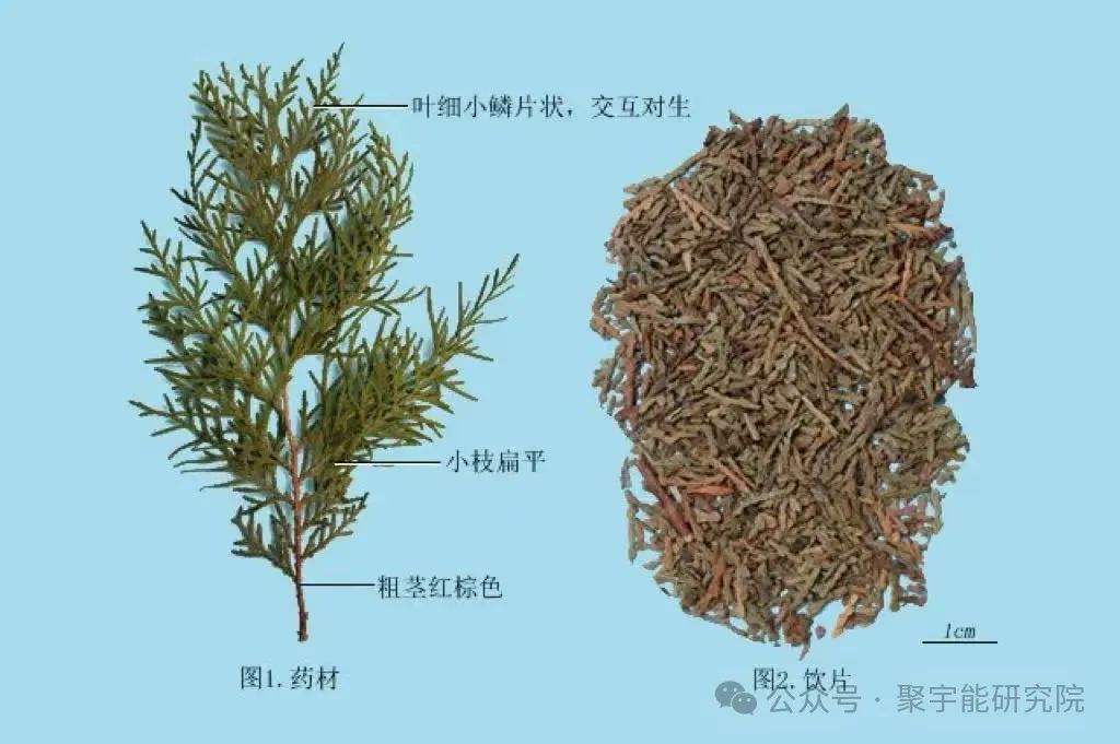 金日光教授:(六十八)永不忘当年钱老劝导我们“用当代科学传承《黄帝内经》医理和建立《中药本草》科学药理标准”的教导(图6) 图片