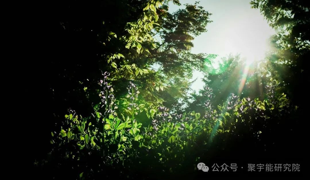 金日光教授:(六十八)永不忘当年钱老劝导我们“用当代科学传承《黄帝内经》医理和建立《中药本草》科学药理标准”的教导(图12) 图片