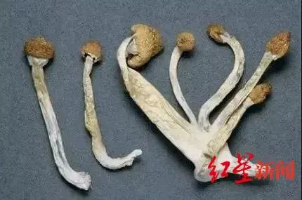 4人种植贩卖致幻蘑菇被控“贩卖运输制造毒品”获刑,圈内称为“金老师”,有人用作大麻替代,检方披露:通过境外软件发广告(图1) 4人种植贩卖致幻蘑菇被控“贩卖运输制造毒品”获刑,圈内称为“金老师”,有人用作大麻替代,检方披露:通过境外软件发广告(图1)