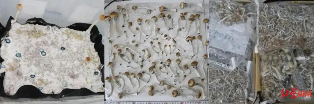 4人种植贩卖致幻蘑菇被控“贩卖运输制造毒品”获刑,圈内称为“金老师”,有人用作大麻替代,检方披露:通过境外软件发广告(图3) 4人种植贩卖致幻蘑菇被控“贩卖运输制造毒品”获刑,圈内称为“金老师”,有人用作大麻替代,检方披露:通过境外软件发广告(图3)