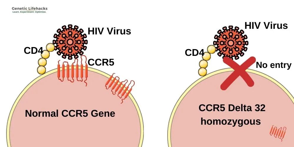 金日光教授:天然抗艾的基因,为何在东亚人群中如此罕见?(图5) 金日光教授:天然抗艾的基因,为何在东亚人群中如此罕见?(图5)