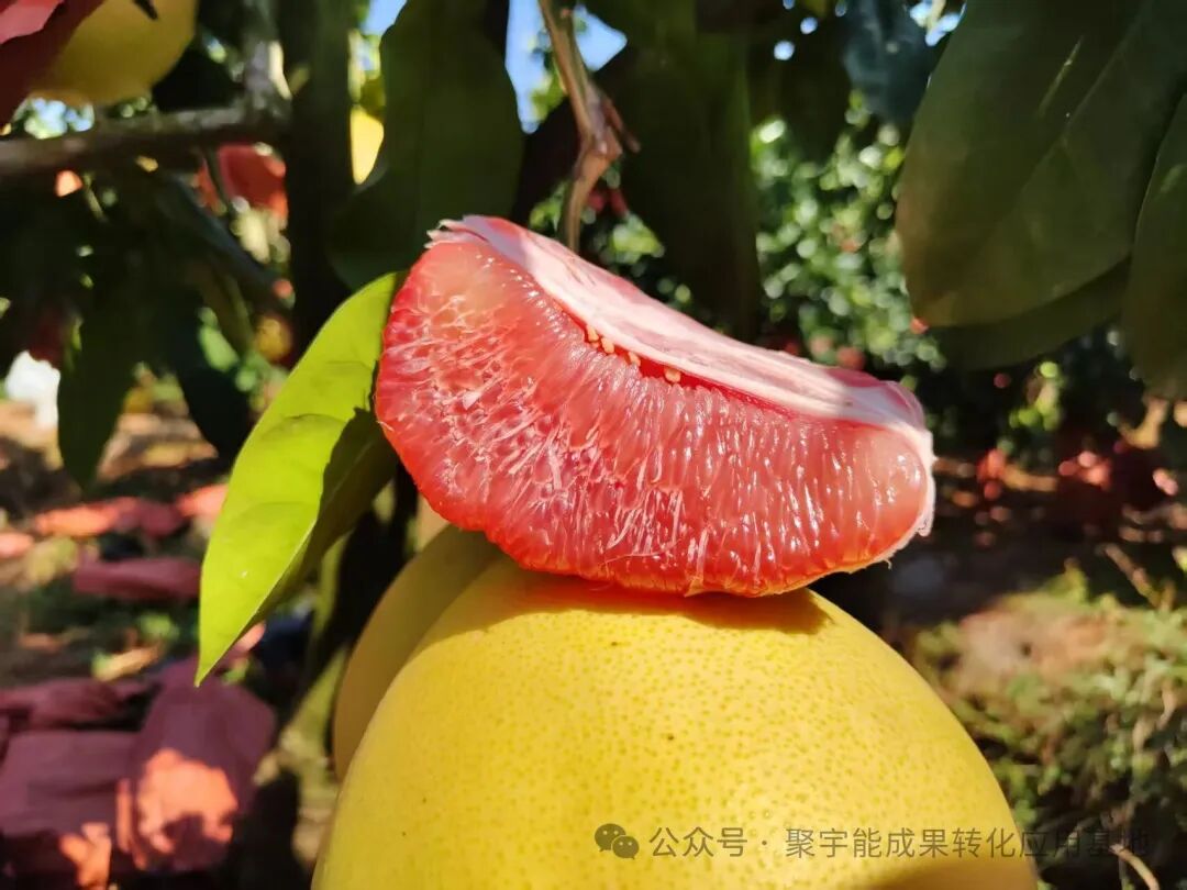 从元素到气,农产品如何“回归本味”?土壤生命动力元素成提升品质关键(图4) 从元素到气,农产品如何“回归本味”?土壤生命动力元素成提升品质关键(图4)