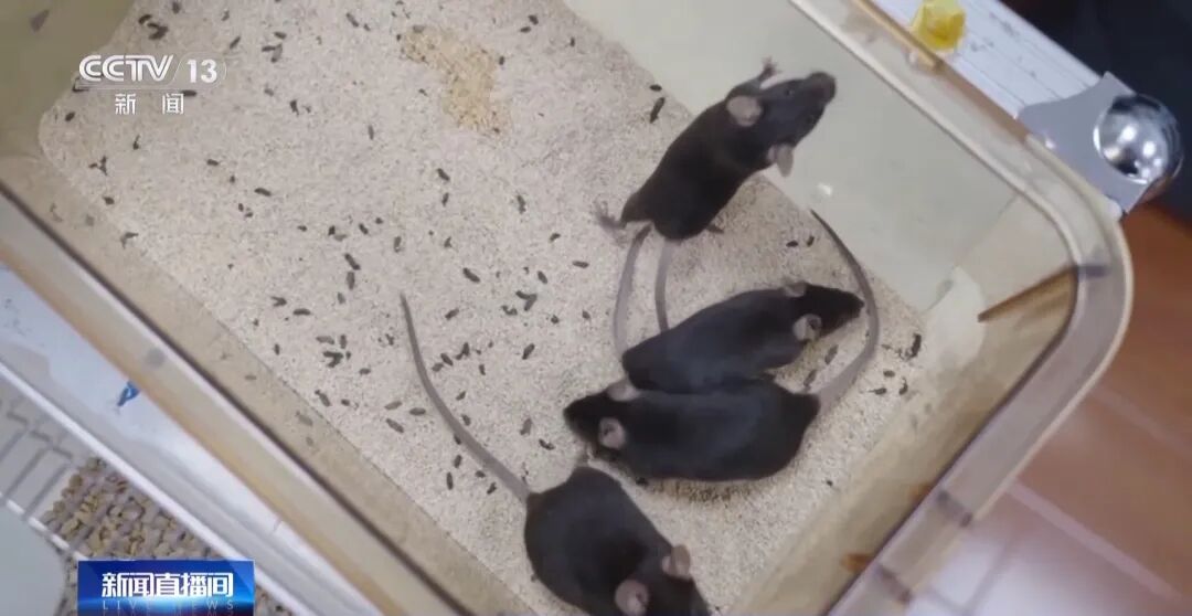 首次上天!4只小鼠已选定→(图1) a1.jpg