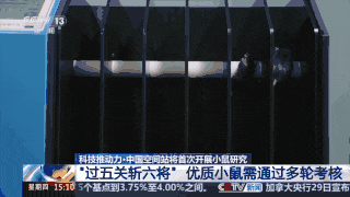 首次上天!4只小鼠已选定→(图2) 650.gif