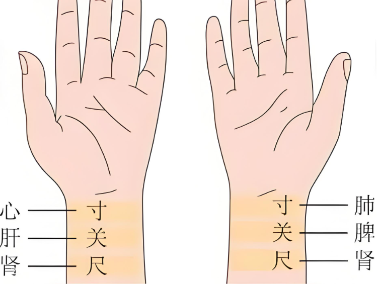 新篇|金日光教授:(九)如何看待当前的医理和药理?(图4) 新篇|金日光教授:(九)如何看待当前的医理和药理?(图4)