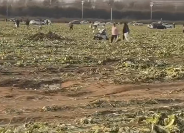 一则谣言毁了近200亩白菜,损失逾百万!责任谁担?(图3) a3.png