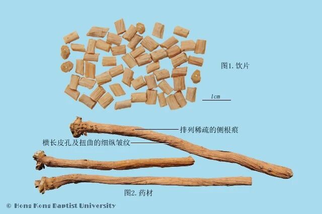 当代岐黄医理科学解读:为何川芎治头、桂枝治手、牛膝治脚?(图8) 7.jpg