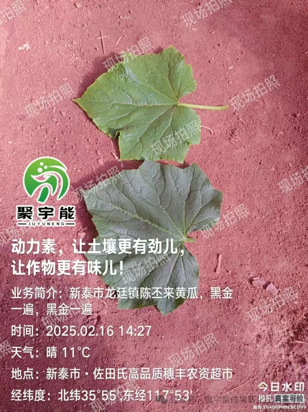 实测封神黄瓜用对“黑科技”,增产30%+还能种出有机富硒果!(图3) 实测封神黄瓜用对“黑科技”,增产30%+还能种出有机富硒果!(图3)