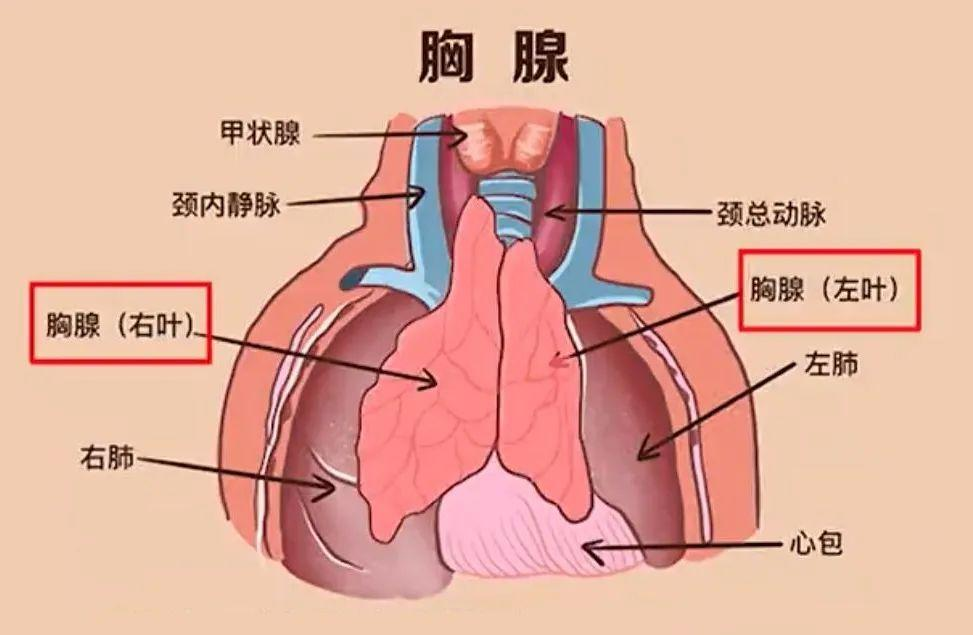 哈佛医学院研究公布的人类“长寿密码”是在步中国科学家金日光教授的后尘(图2) 哈佛医学院研究公布的人类“长寿密码”是在步中国科学家金日光教授的后尘(图2)