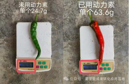 少用化肥也能优质高产?贵州辣椒田间试验,解锁绿色种植新方案(图3) 3.png