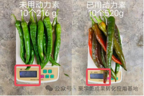 少用化肥也能优质高产?贵州辣椒田间试验,解锁绿色种植新方案(图6) 6.png