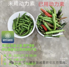 少用化肥也能优质高产?贵州辣椒田间试验,解锁绿色种植新方案(图7) 7.png