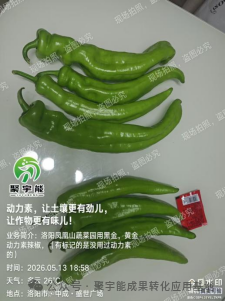 少用化肥也能优质高产?贵州辣椒田间试验,解锁绿色种植新方案(图8) 8.png