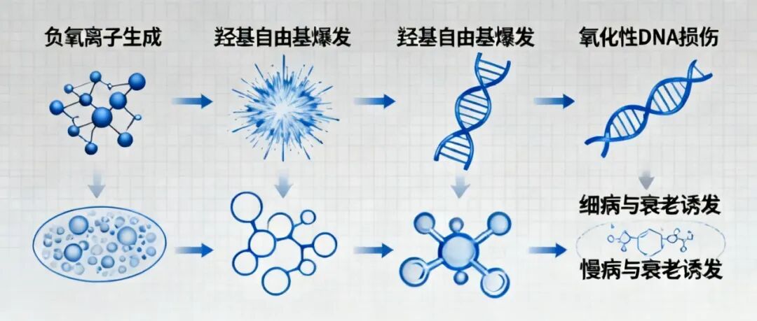 信手笔记（三十三）：人为什么会衰老？拆解羟基自由基损伤 DNA 全链条，看懂衰老的底层分子逻辑(图1)