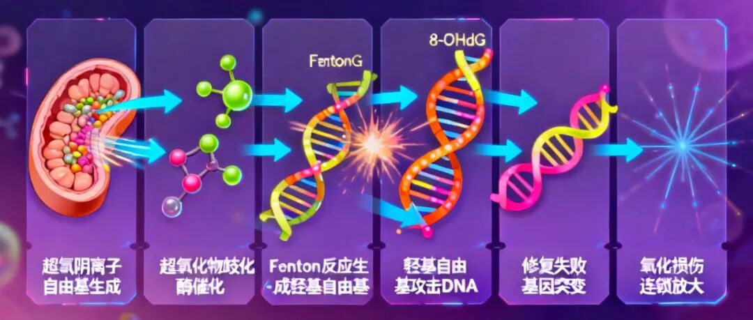 信手笔记（三十三）：人为什么会衰老？拆解羟基自由基损伤 DNA 全链条，看懂衰老的底层分子逻辑(图6)