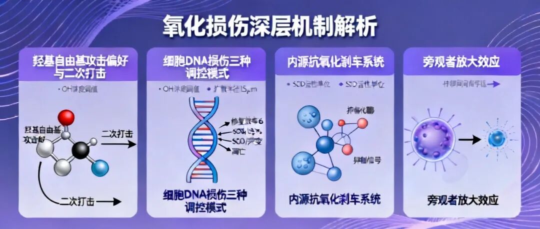 信手笔记（三十三）：人为什么会衰老？拆解羟基自由基损伤 DNA 全链条，看懂衰老的底层分子逻辑(图7)