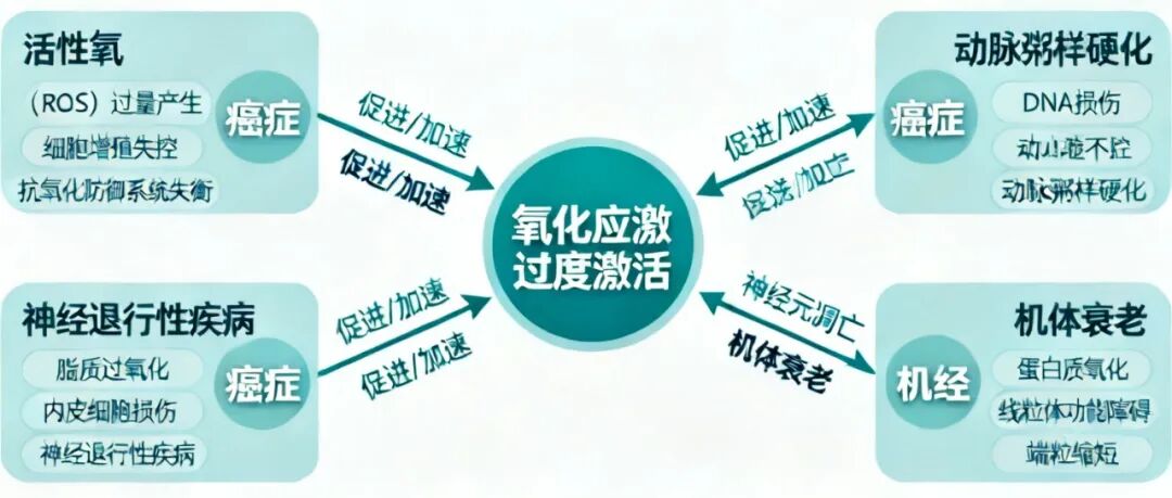 信手笔记（三十三）：人为什么会衰老？拆解羟基自由基损伤 DNA 全链条，看懂衰老的底层分子逻辑(图8)