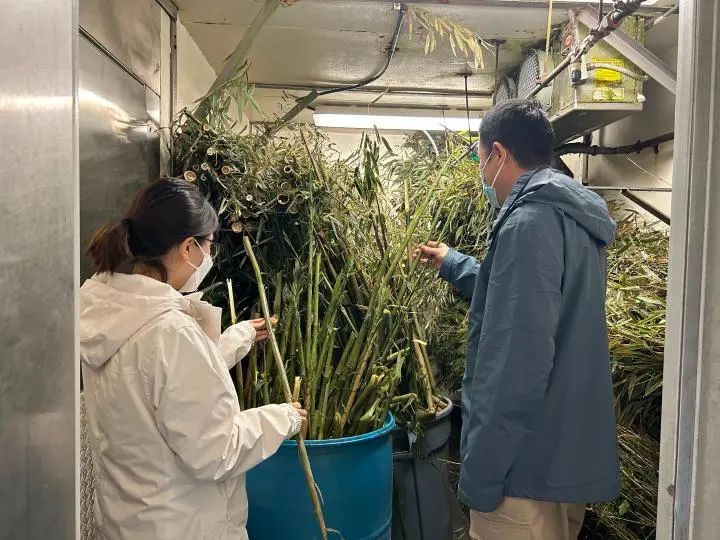 “丫丫”将回国,身体状况如何?(图1) 1.jpg