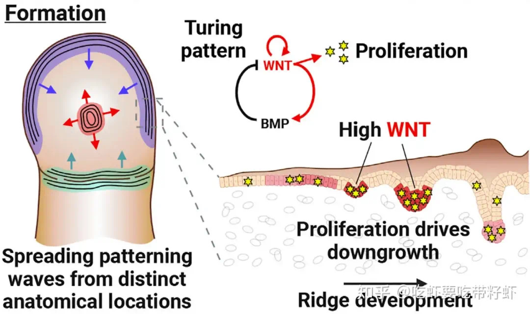 人为什么会有指纹?(图9) 9.jpg